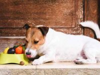 狗狗能吃的十大水果,让你的狗狗快乐加倍!