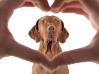 狗狗真正需要什么才能感受到爱?这篇文章告诉你答案!