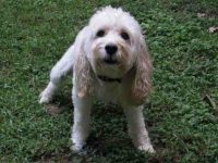 狗狗的尿液会破坏草坪吗?防止狗尿损坏草坪的5个技巧!