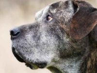 卡斯罗犬和拉布拉多犬串串长什么样子?寿命有多长?