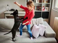 没办法跟狗狗出门玩耍?冬天在室内锻炼狗狗的14种好方法!