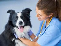 什么是犬细小病毒?犬细小病毒的症状及预防措施!