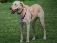 金毛猎犬和拉布拉多猎犬的串串好不好?有什么优缺点?