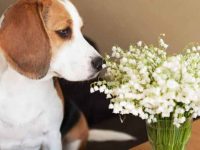 铃兰对狗狗有毒吗?狗狗铃兰中毒的症状和体征