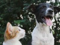 宠物医院帮猫或狗牙齿清洁要花多少钱?