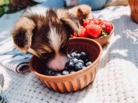 狗狗可以吃蓝莓吗?有哪些健康益处?