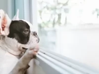 狗狗总是显得焦虑不安怎么回事?帮助狗狗缓解焦虑的7种日常习惯