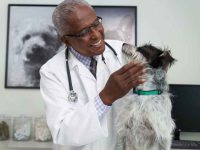 狗是如何感染心丝虫病的?犬心丝虫病的症状有哪些?