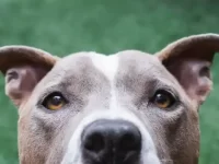 比特掉毛是正常现象吗?比特犬掉毛严重的7种原因!