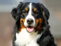 伯恩山犬掉毛厉害吗?从掉毛到柔顺的科学养护!