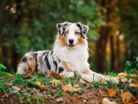 澳大利亚牧羊犬品种指南