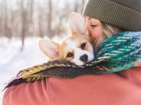 如何识别和预防狗狗体温过低?狗狗体温过低常见的6种原因