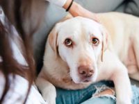 狗狗身体难受的表现有哪些?狗狗生病疼痛的16个隐藏信号!