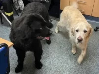 纽芬兰犬天生适合水上救援吗?天生爱游泳适合救援的五种狗狗!