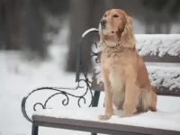 狗狗什么表现说明冷了?12条寒冷天气下狗狗的实用技巧