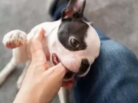 小狗出牙期有什么症状?缓解狗狗出牙不适的五种有效方法!