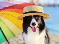 夏季适合狗狗活动放松的10项快捷方法!