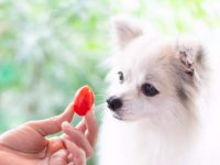 狗狗可以吃西红柿吗?健康益处有哪些?