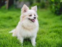 吉娃娃犬的详细介绍与品种指南