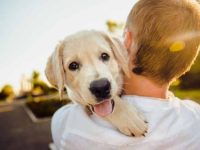 小狗到底能长到多大?影响幼犬成长的5件事!