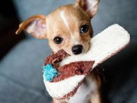 如何让你的房子适合小狗居住?让毛孩子更舒适10种方法!