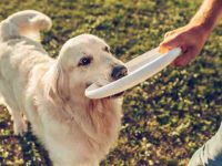 什么是狗用益生菌?它们如何发挥作用?