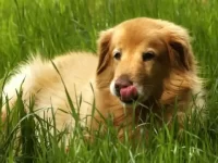 澳大利亚牧羊犬和金毛猎犬的后代长什么样?适合有小孩的家庭吗?