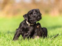 如何消灭跳蚤和蜱虫?消灭宠物身上跳蚤和蜱虫的四个步骤!