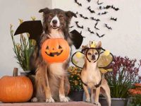 狗狗不该吃的12种食物,让狗狗远离有毒食物的技巧!