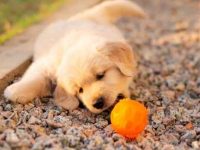 一只金毛猎犬需要多少钱?平均寿命有多长?