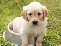 养狗常犯的错误:新主人需要知道的7件事!