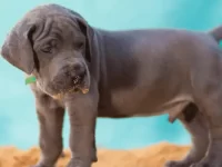 大丹犬和比特犬生的小狗好不好?适合有孩子的家庭吗?