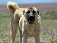 如何帮助和照顾流浪狗:全面指导助你成功救助