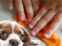 狗狗误吃橡皮泥怎么办?培乐多对狗狗有毒吗?