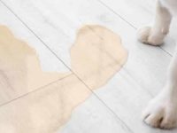 为什么狗狗会尿失禁?狗狗尿失禁的症状有哪些?