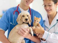狗或猫应该多久去看一次兽医?铲屎官必看的常识!