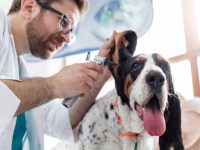 狗狗酵母菌感染的症状有哪些?狗狗酵母菌感染的治疗方法!