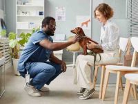 狗狗患有糖尿病症状有哪些表现?狗狗患糖尿病的常见6种原因!