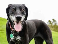 狗狗眼部疾病有哪些?12种常见的狗狗眼部问题及其治疗方法!