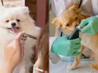 如何在家修剪狗狗指甲?新手必看的温柔修剪术!