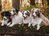 澳大利亚牧羊犬掉毛厉害吗?引起澳大利亚牧羊犬脱发的5种原因!