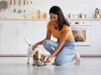 狗狗可以吃且对其健康有益的19种安全食物