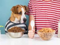 无谷物饮食对狗狗有好处吗?无谷物饮食和心脏健康之间有联系吗?