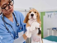 治疗狗狗打喷嚏和流鼻涕吃什么药好得快?