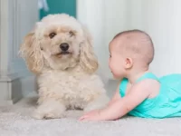 家里有宝宝如何管理狗狗?养狗对孩子的健康和情感益处!