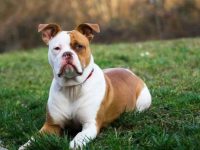 美国斗牛犬品种指南:从体型到性情的全方位解读