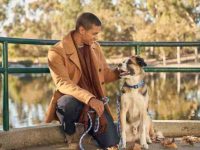 幼犬从几个月开始训练?新手养狗必备基本训练技巧!