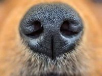 狗狗鼻子呼吸很重怎么办?这些实用方法帮你轻松应对!