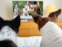 狗狗会看电视吗?看电视对狗有好处吗?