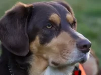 杜宾犬和西伯利亚雪橇犬生下的小狗叫什么名?